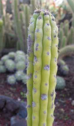 Yungasoc_inquisivensis2